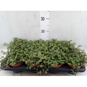 Callisia repens 'Turtle'