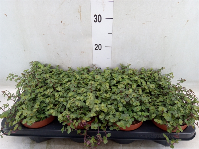 <h4>Callisia repens 'Turtle'</h4>
