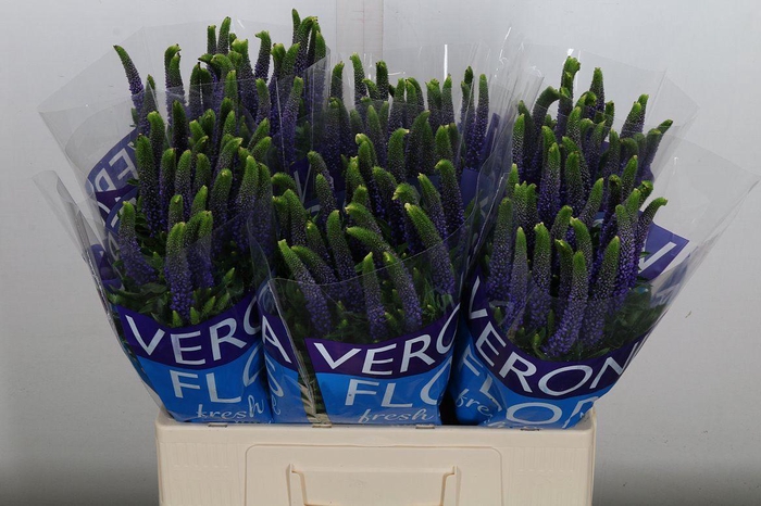 <h4>Veronica  'Clea Diana'</h4>
