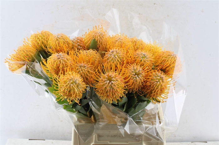 <h4>Leuco Co Soleil</h4>