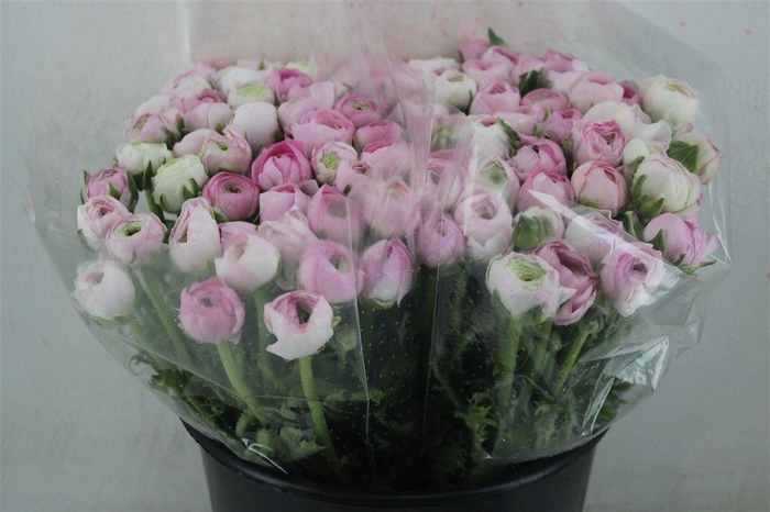 <h4>Ran Elegance Light Pink</h4>