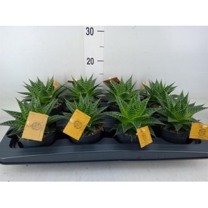 xGasteraloe  'Aurora'