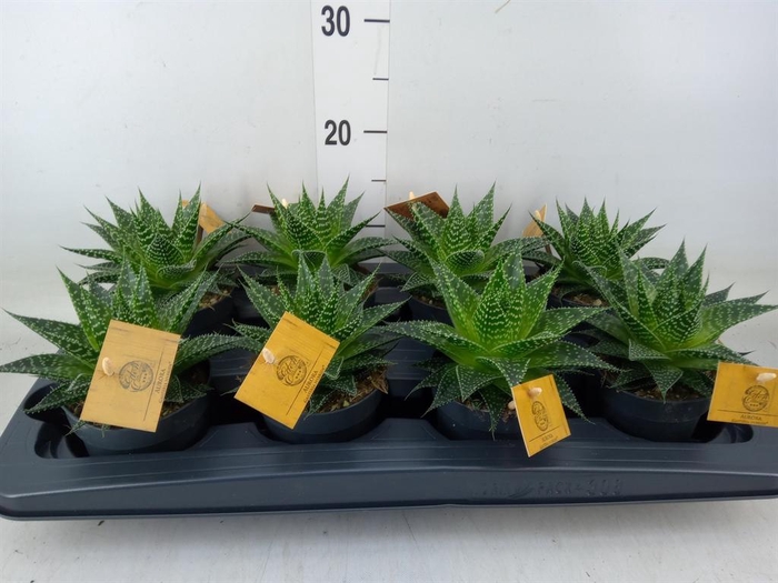 <h4>xGasteraloe  'Aurora'</h4>