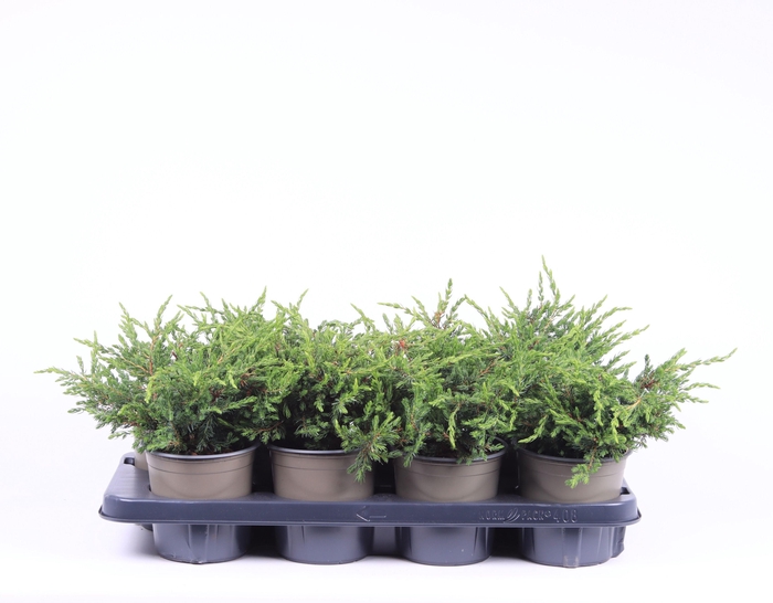 <h4>Juniperus communis 'Repanda'</h4>