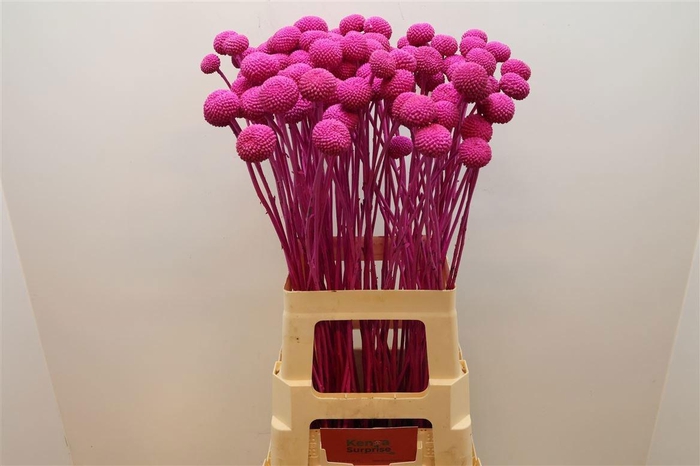 <h4>CRAS KLB H%</h4>