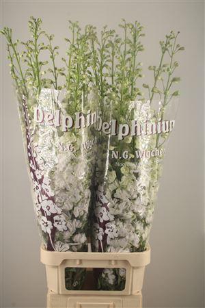 <h4>Delph El Dewi Impressive White</h4>