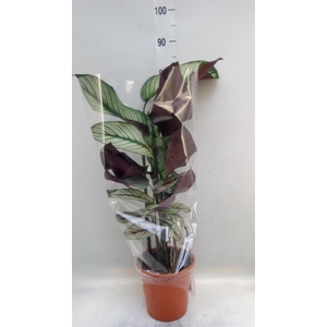 Calathea   ...mix