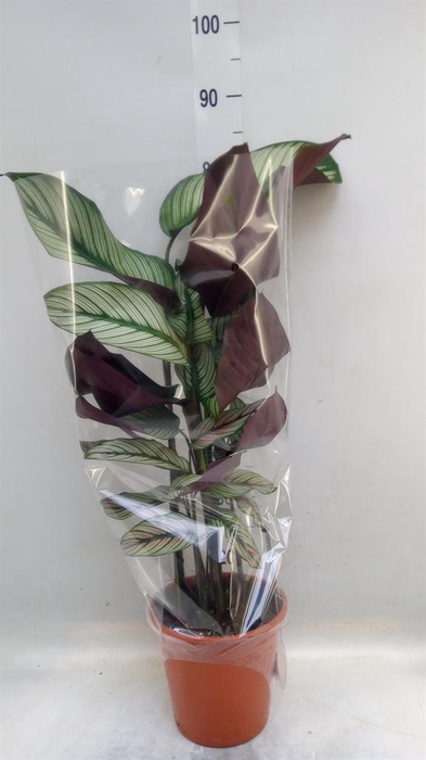 <h4>Calathea   ...mix</h4>