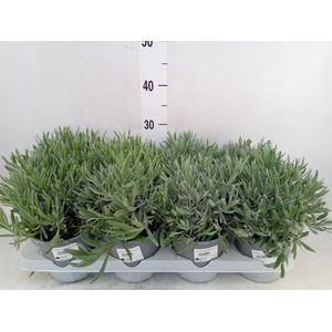 Lavandula angus.