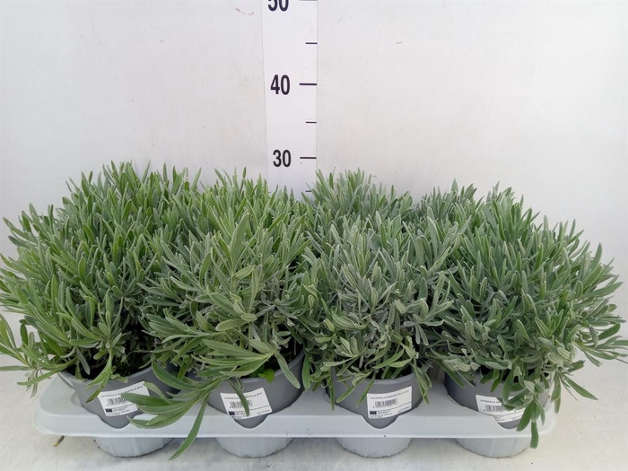 <h4>Lavandula angus.</h4>