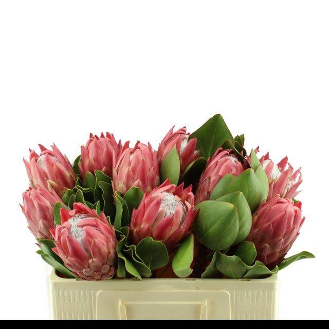 <h4>PROTEA CY RED REX</h4>