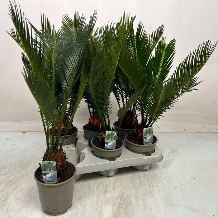 <h4>CYCAS REVOLUTA</h4>