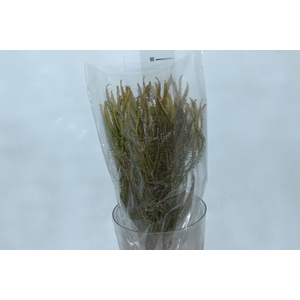 PLANTA SECA SAMAMBAIA TRES ANDARES VERDE 50CM