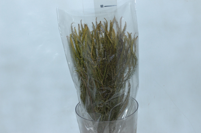 <h4>PLANTA SECA SAMAMBAIA TRES ANDARES VERDE 50CM</h4>