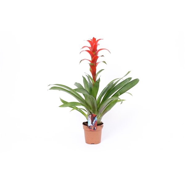 <h4>Guzmania 'Ostara'</h4>