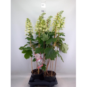 Hydrangea quercifolia