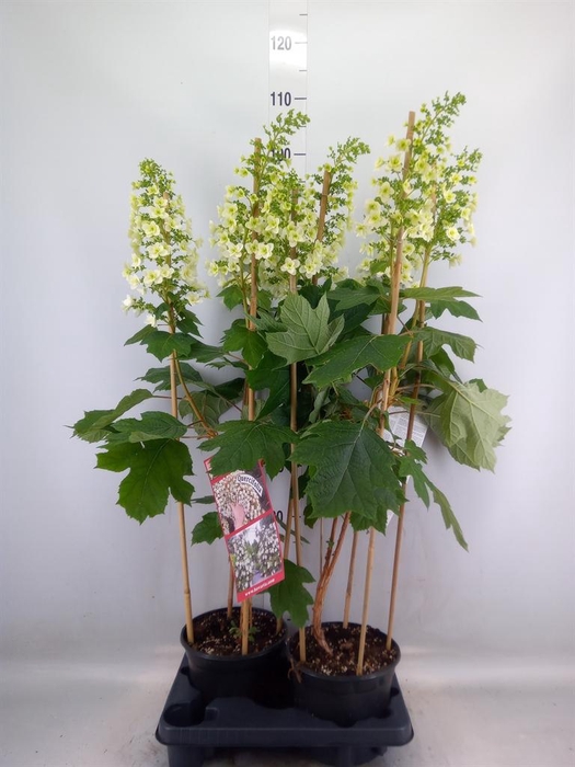<h4>Hydrangea quercifolia</h4>