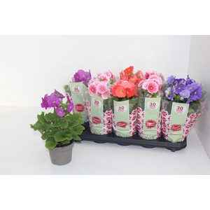 PRIM OB SWEETK A GEM