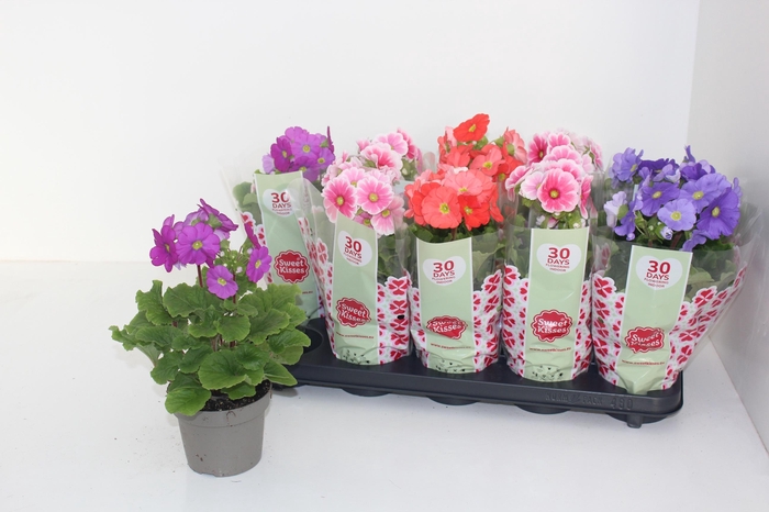 <h4>PRIM OB SWEETK A GEM</h4>