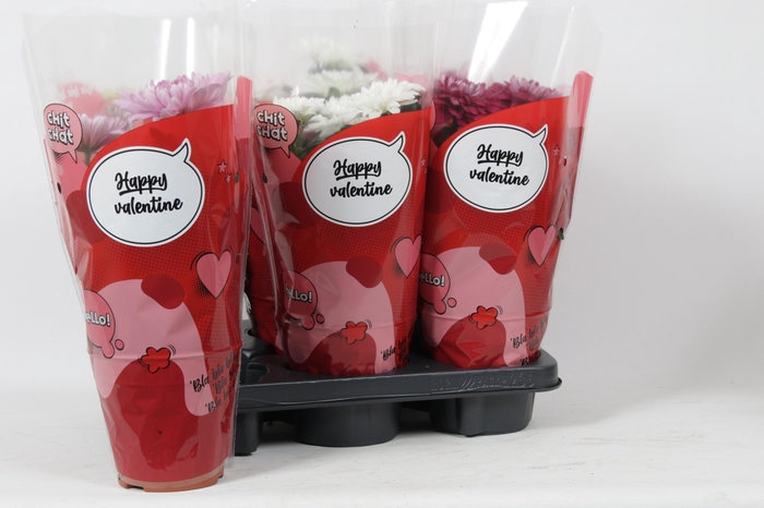 <h4>CHRYS ZEMBLA</h4>