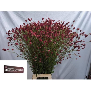 Sanguisorba Of Arnhem Meer En Drecht