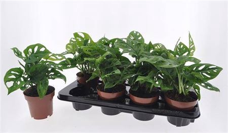 <h4>Monstera obliqua ('Leichtlinii')</h4>