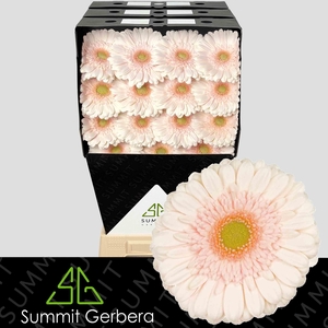 Gerbera Estate Diamond