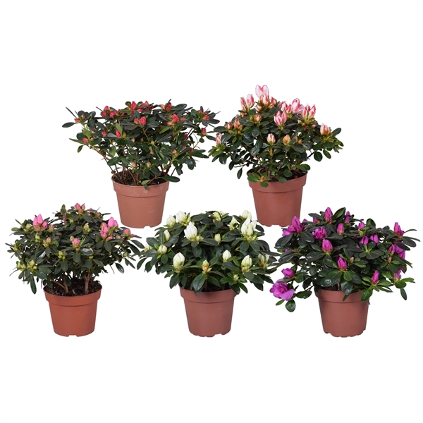 <h4>Azalea gemengd 12cm (Voorjaar soorten)</h4>