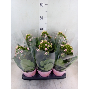Kalanchoe blos. 'Feminine Pink'