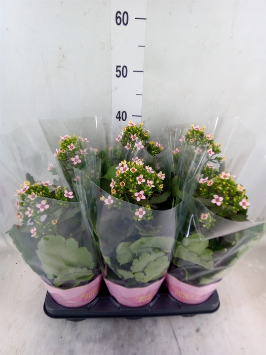 <h4>Kalanchoe blos. 'Feminine Pink'</h4>