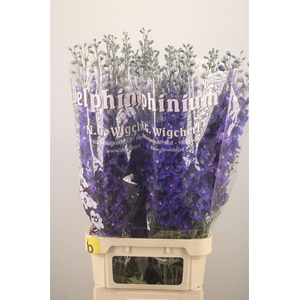 Delph El Dewi Blue Star