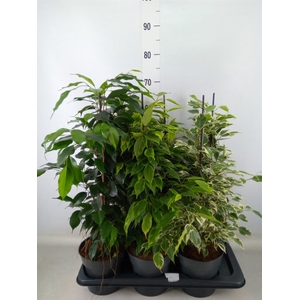 Ficus benja.   ...mix