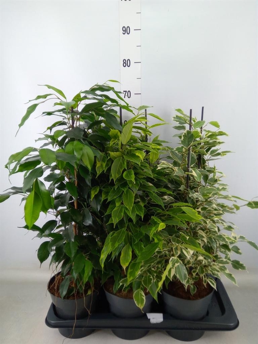 <h4>Ficus benja.   ...mix</h4>