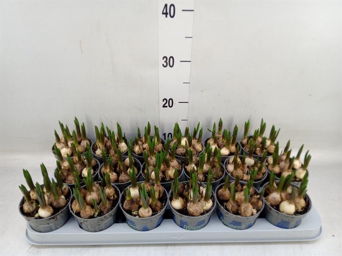 <h4>Muscari  'Magic Blue'</h4>