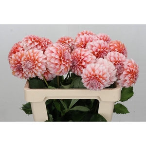 Dahlia Peaches