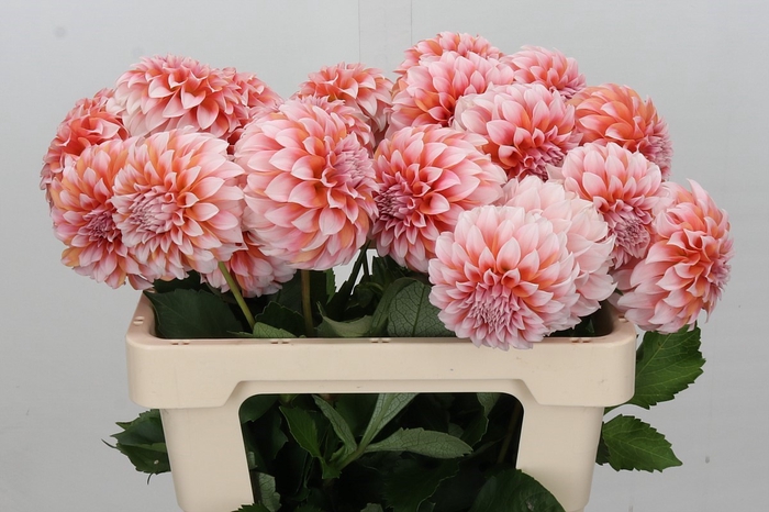 <h4>Dahlia Peaches</h4>