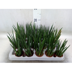 Sansevieria bacularis