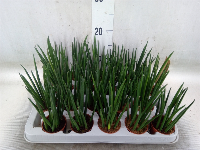 <h4>Sansevieria bacularis</h4>