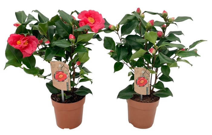 <h4>Camellia japonica 'Dr King'</h4>