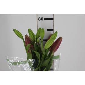 LIRIO ARBATAX 070 CM HT 2/3 FLS