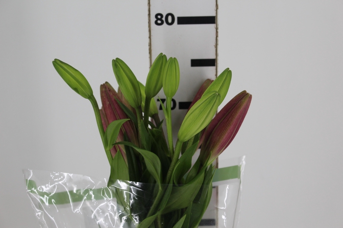 LIRIO ARBATAX 070 CM HT 2/3 FLS