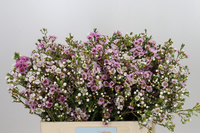 <h4>Chamelaucium Leilani</h4>