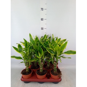 Dracaena frag. 'Golden Coast'