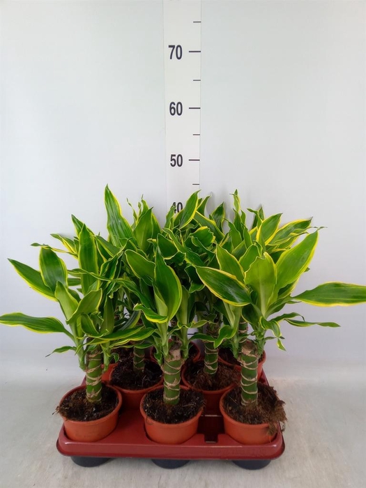 <h4>Dracaena frag. 'Golden Coast'</h4>