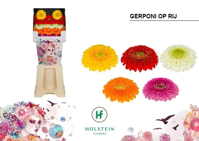 <h4>Germini Pomponi Mix Pomponi  Diamond</h4>