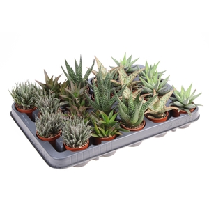 Aloe haworthia mix XL