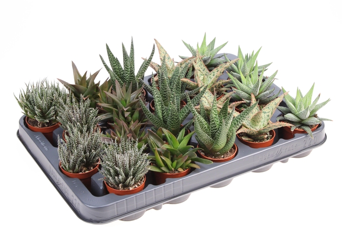 <h4>Aloe haworthia mix XL</h4>