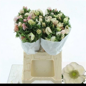 ANEM MISTRAL WHITE SUPER