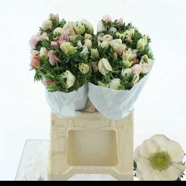 <h4>ANEM MISTRAL WHITE SUPER</h4>