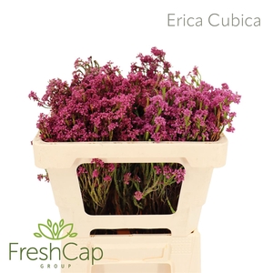 Erica Cubica